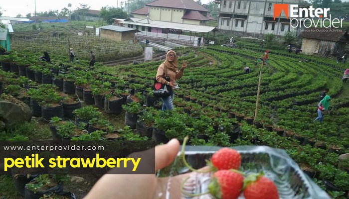 Yuk Ajak Siswa Siwi Untuk Outbound Edukasi Petik Strawberry