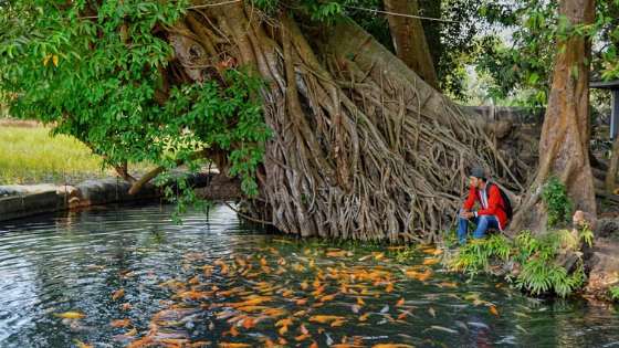 Wisata Sumber Dhuwur Ngoro